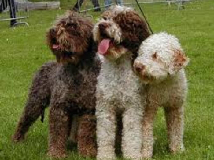 Perro de agua de Romagna