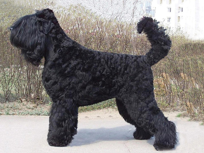Terrier ruso negro