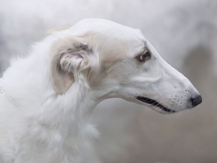 Lebrel ruso para la caza (Borzoi)