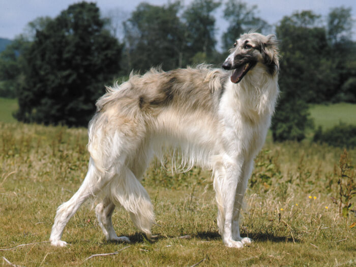 Lebrel ruso para la caza (Borzoi)