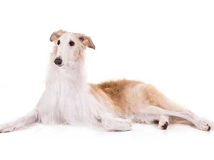 Lebrel ruso para la caza (Borzoi)