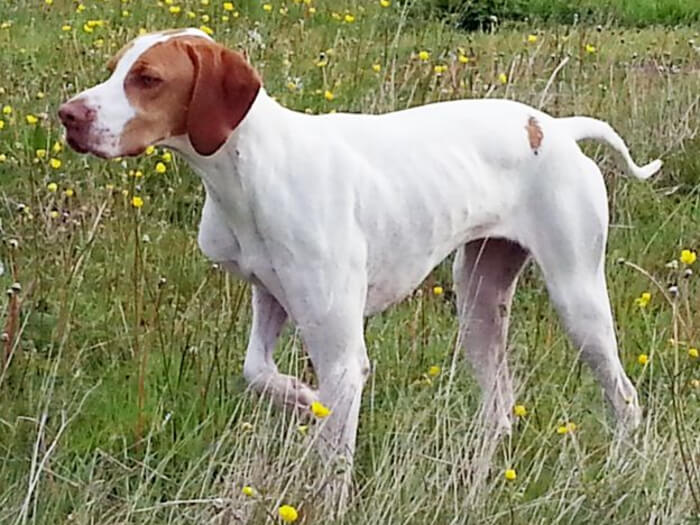 Braco Saint-Germain