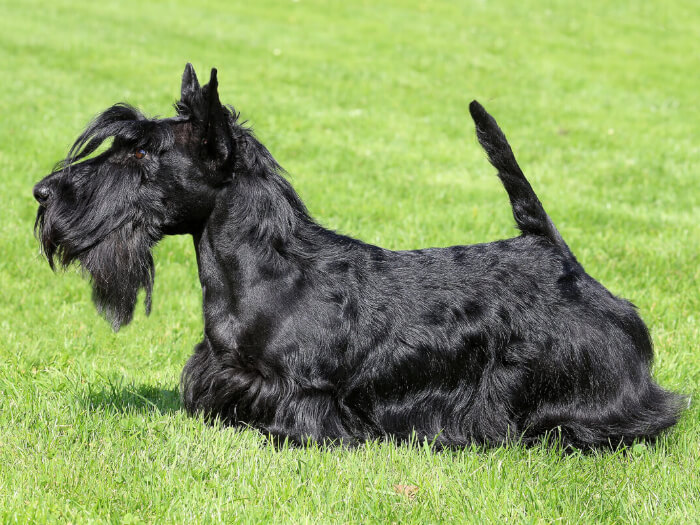 Scottish Terrier