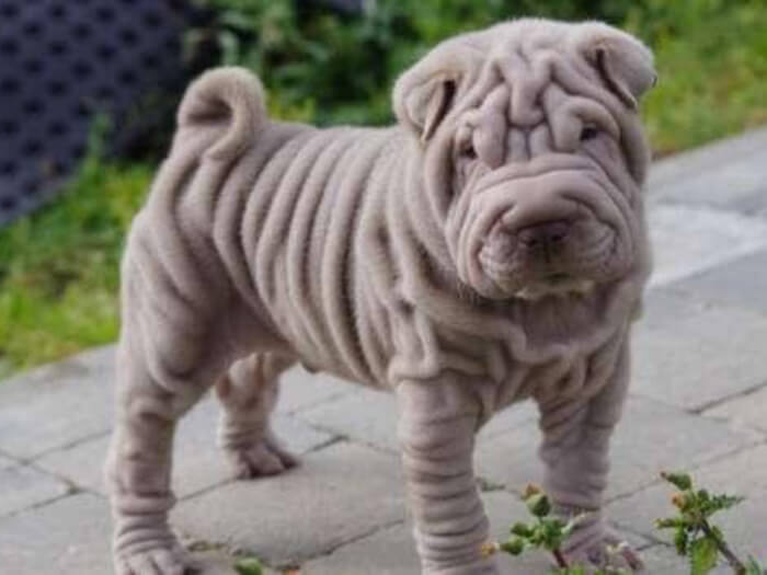 Shar Pei