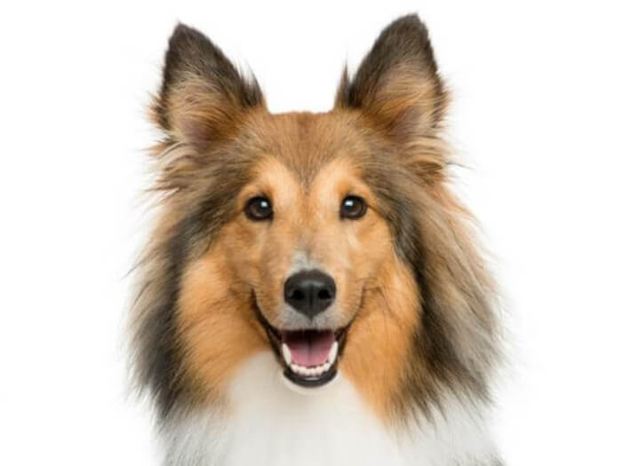 Perro pastor de Shetland