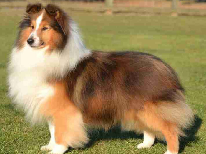 Pastor de Shetland