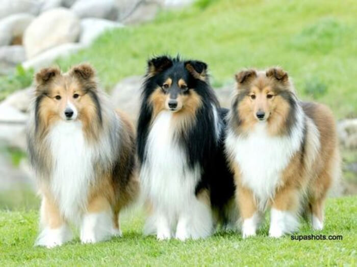 Perro pastor de Shetland