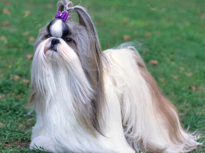 Shih Tzu