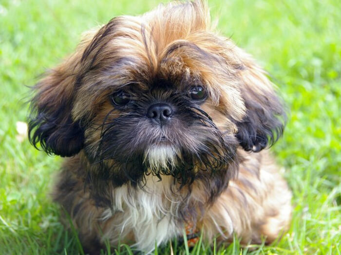 Shih Tzu