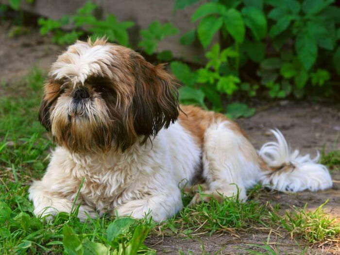 Shih Tzu