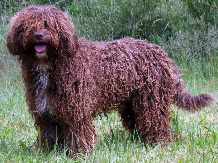 Perro de agua español
