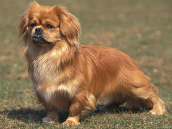 Spaniel tibetano