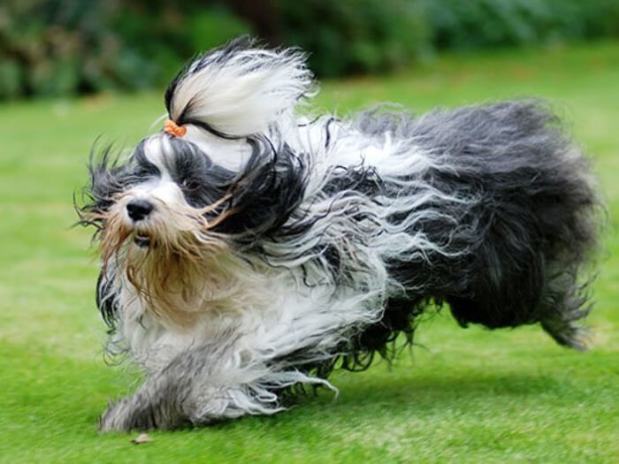 Terrier tibetano