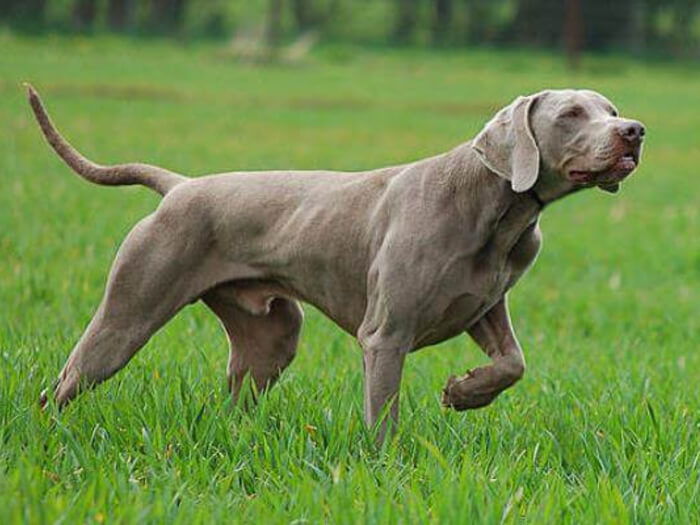 Weimaraner
