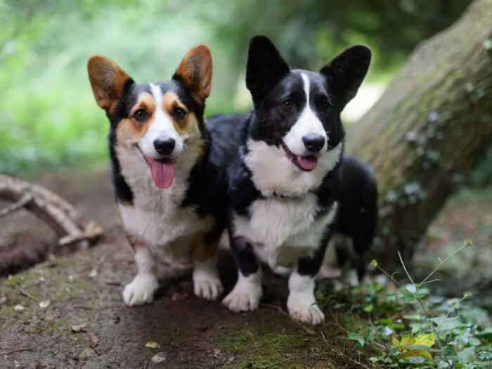 Welsh Corgi Cardigan