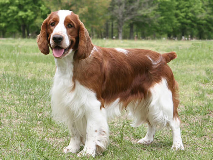 Springer Spaniel galés