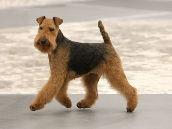 Welsh Terrier