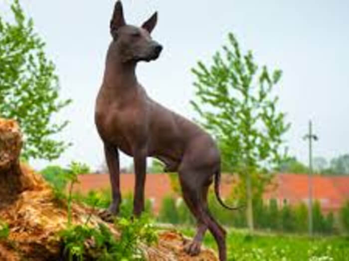 Xoloitzcuintle