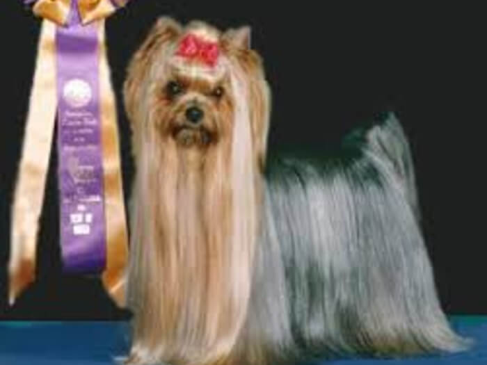 Yorkshire Terrier