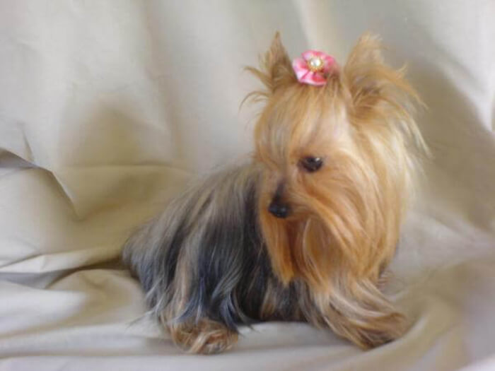 Yorkshire Terrier