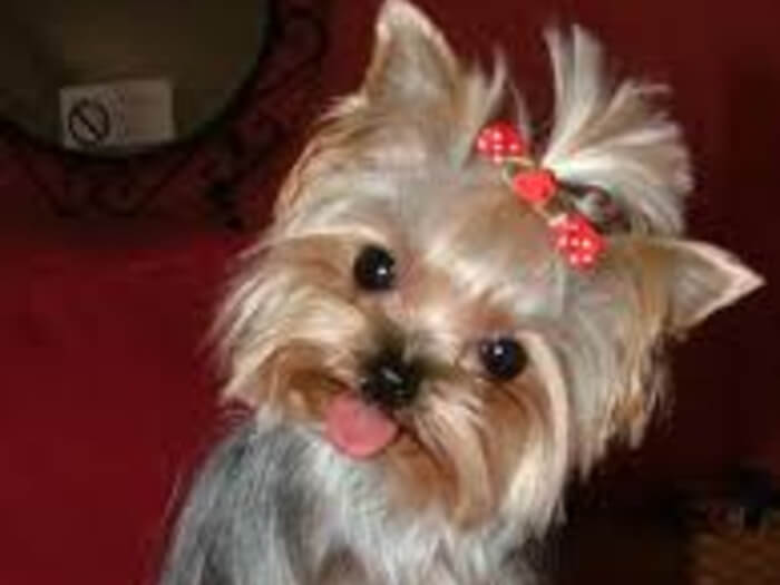 Yorkshire Terrier