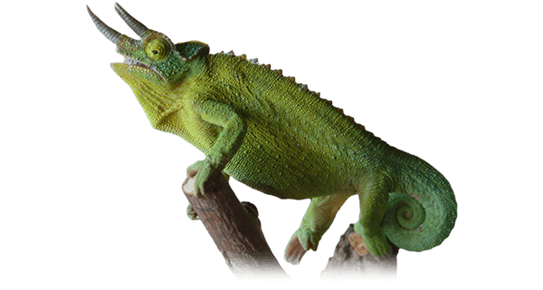 Mascotas exoticas