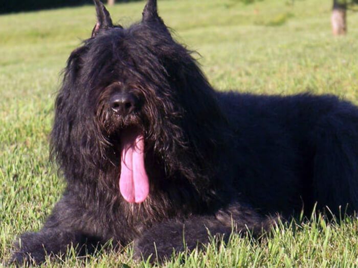 Boyero de Flandes