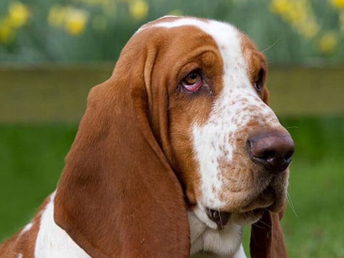 Basset Hound
