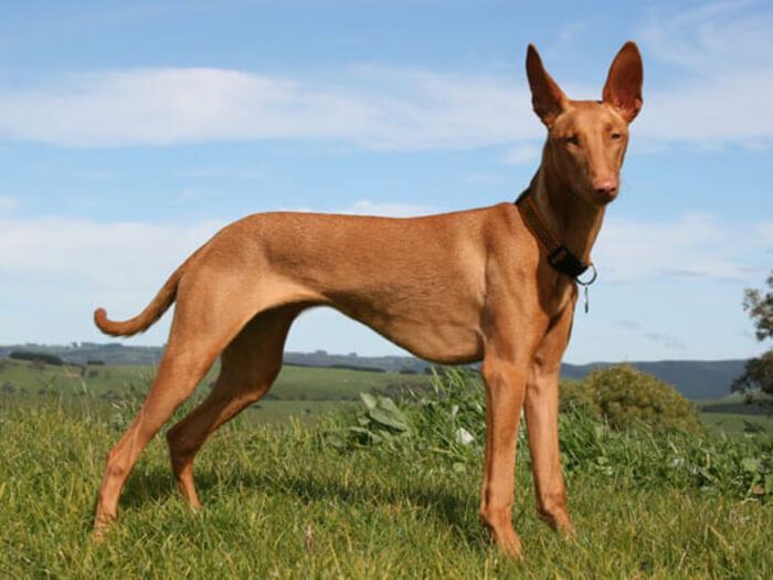 Podenco Ibicenco