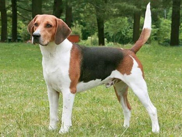 Beagle-Harrier