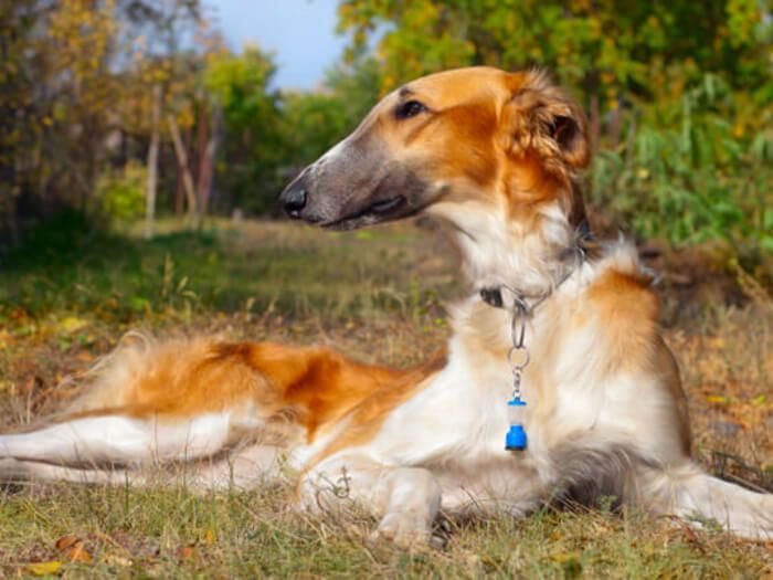 Borzoi