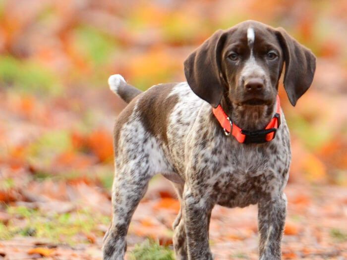 Braco alemán de pelo corto