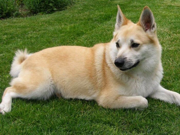 Buhund Noruego