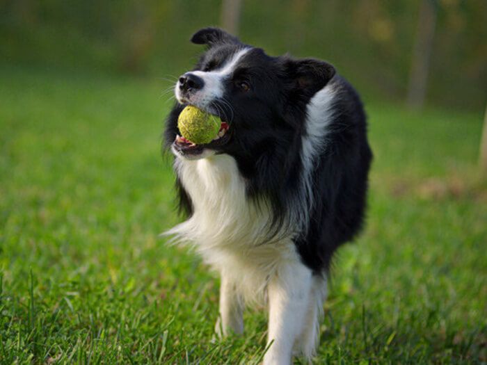Border Collie