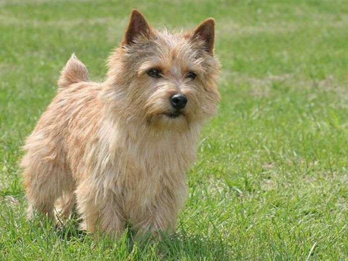 Norwich Terrier