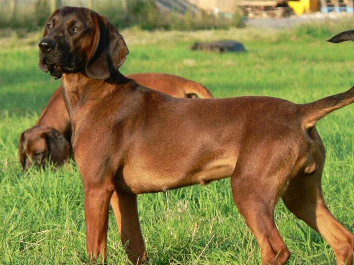 Rastreador de las montañas de Baviera