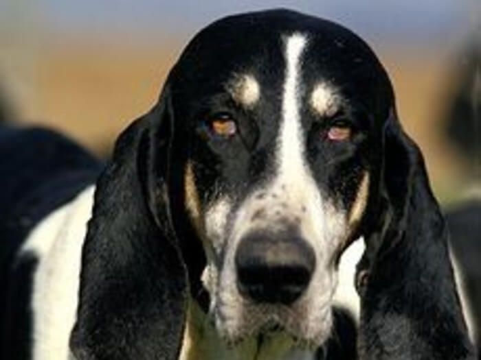 Gran sabueso anglo-francés blanco y negro