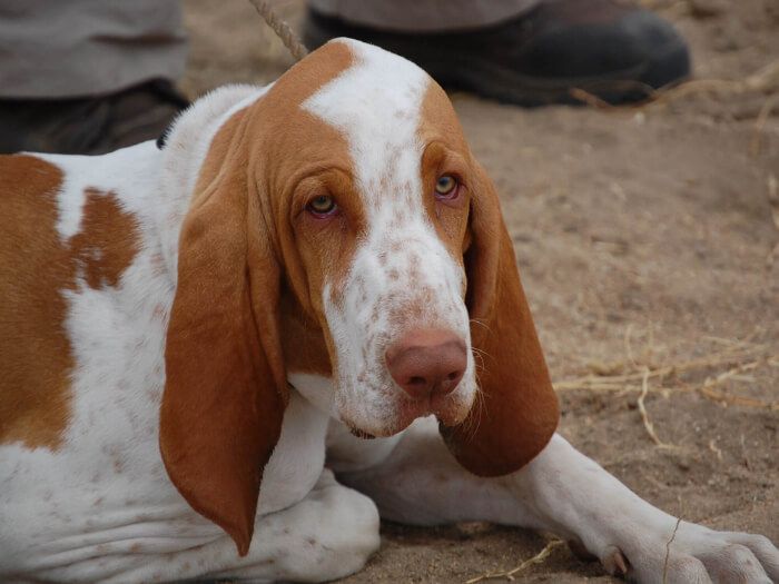 Braco Italiano