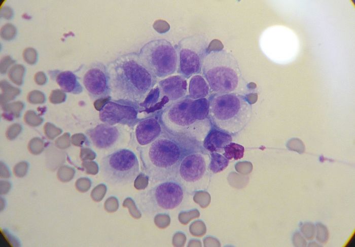 Leptospirosis en perros