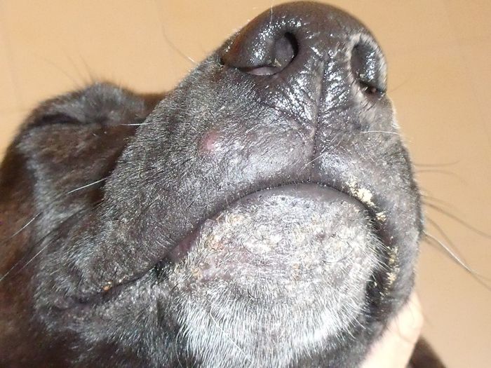 Celulitis juvenil en cachorros