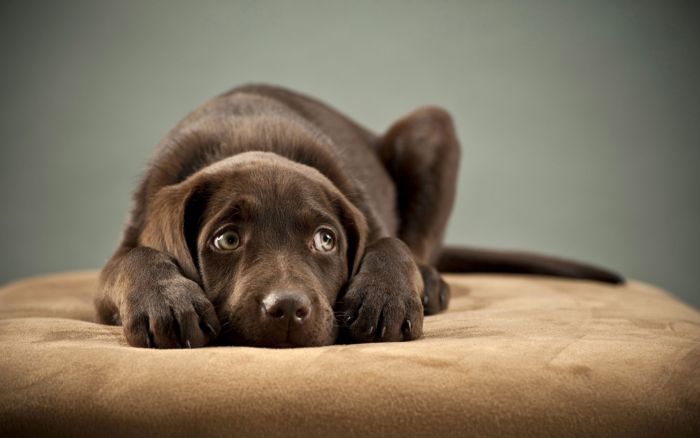 Parvovirus canino (parvovirosis)