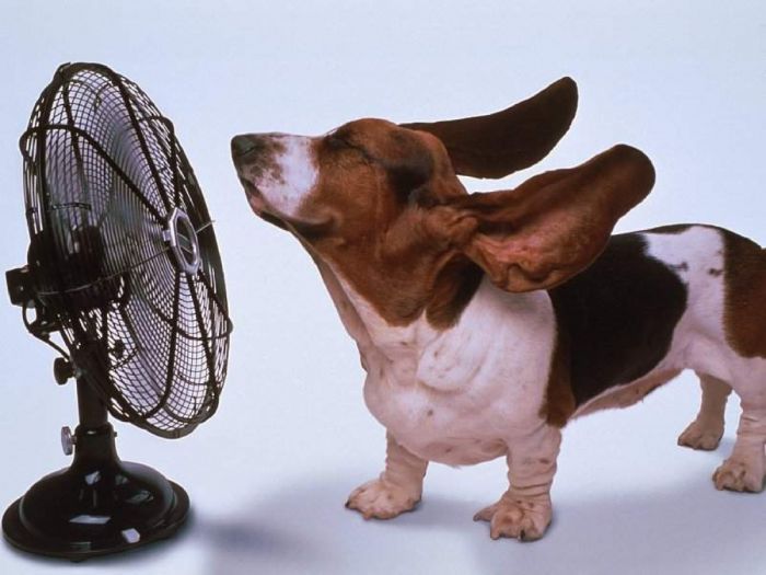 Golpe de calor en perros