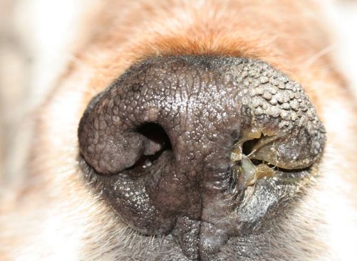 Moquillo canino (distemper)