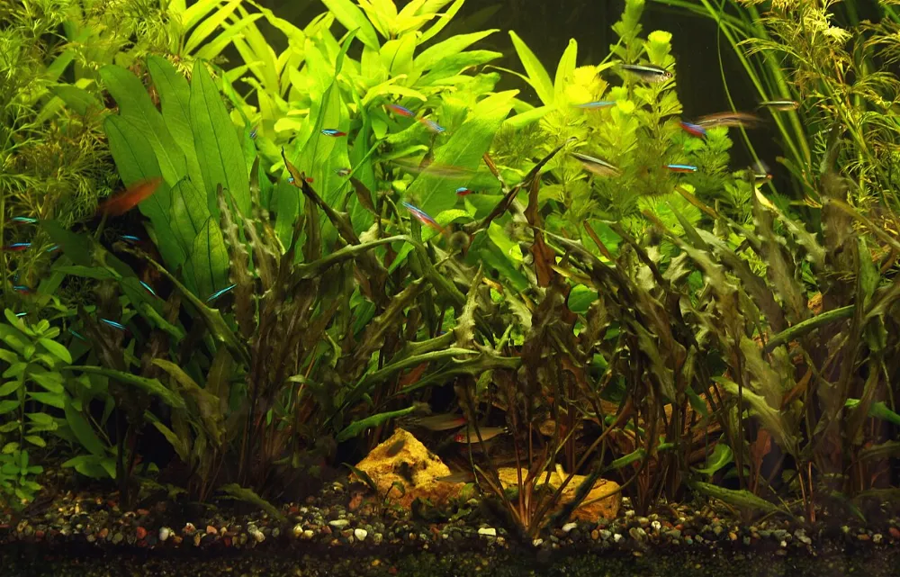 CO2 en el acuario plantado