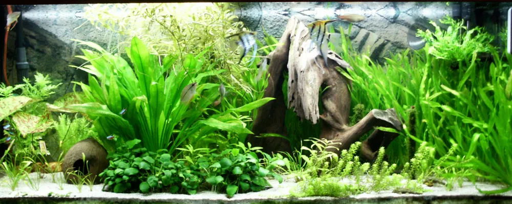 Decoración del acuario: sustrato, rocas y troncos