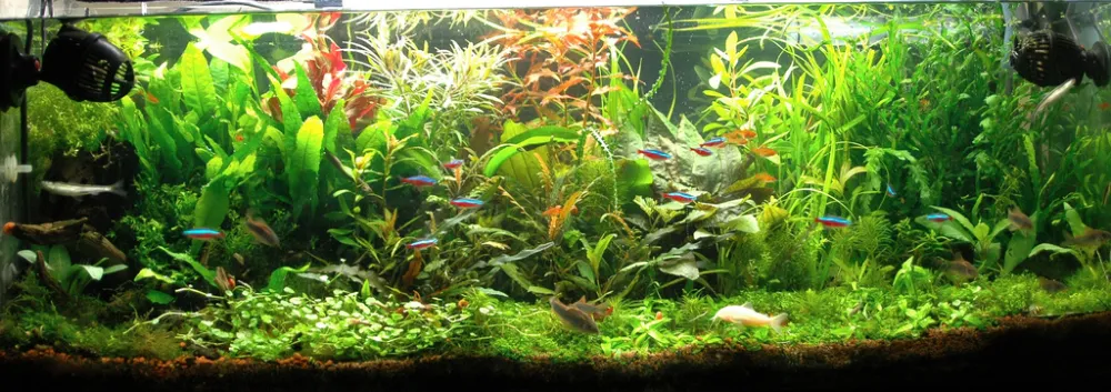 Plantas para acuario