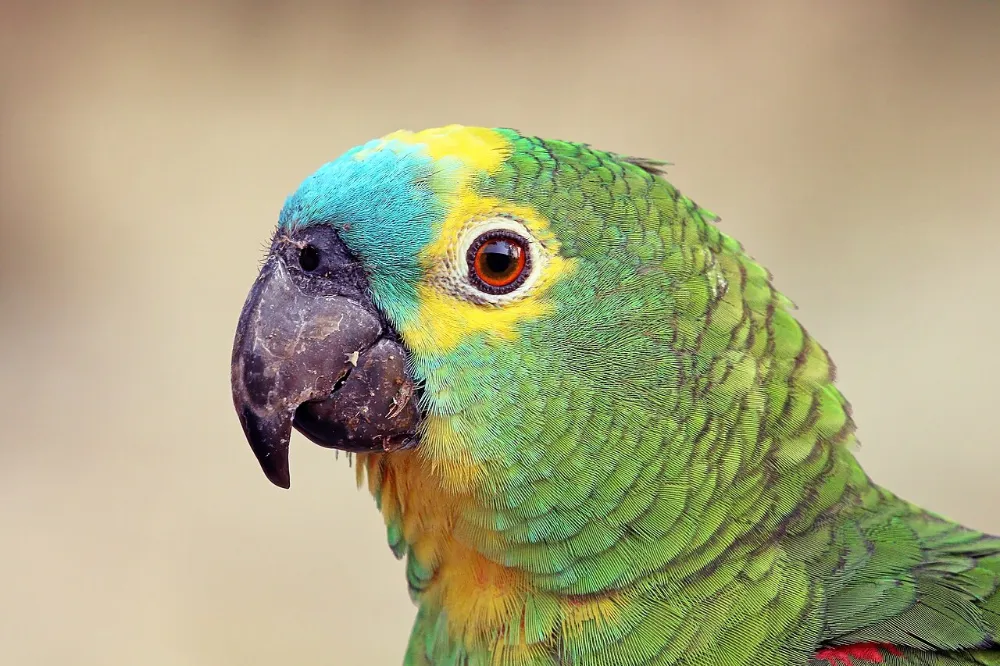 Amazona frente azul