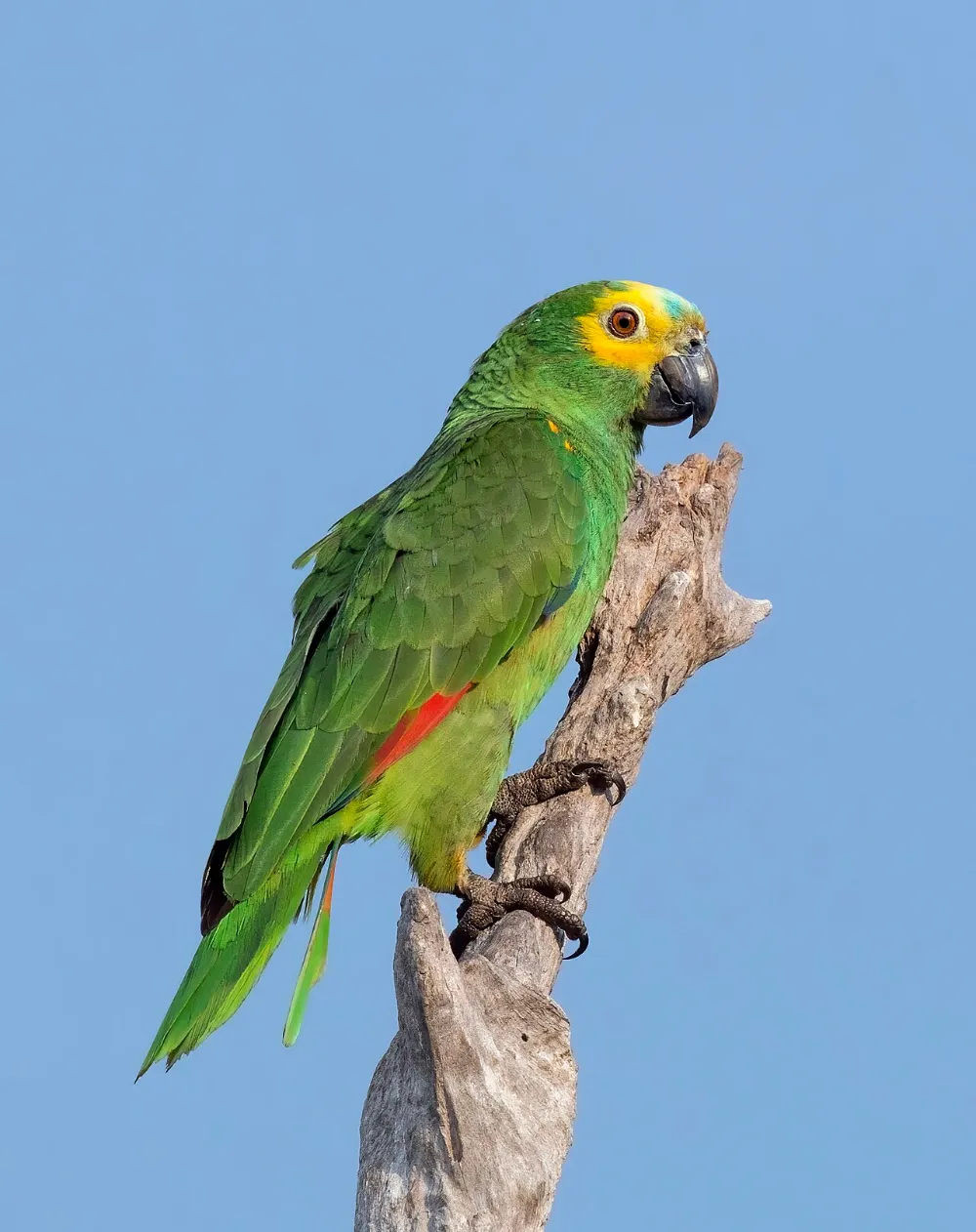 Amazona frente azul (otra foto)
