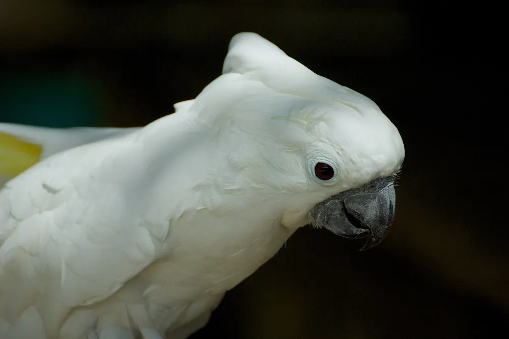 Cacatúa blanca (otra foto)