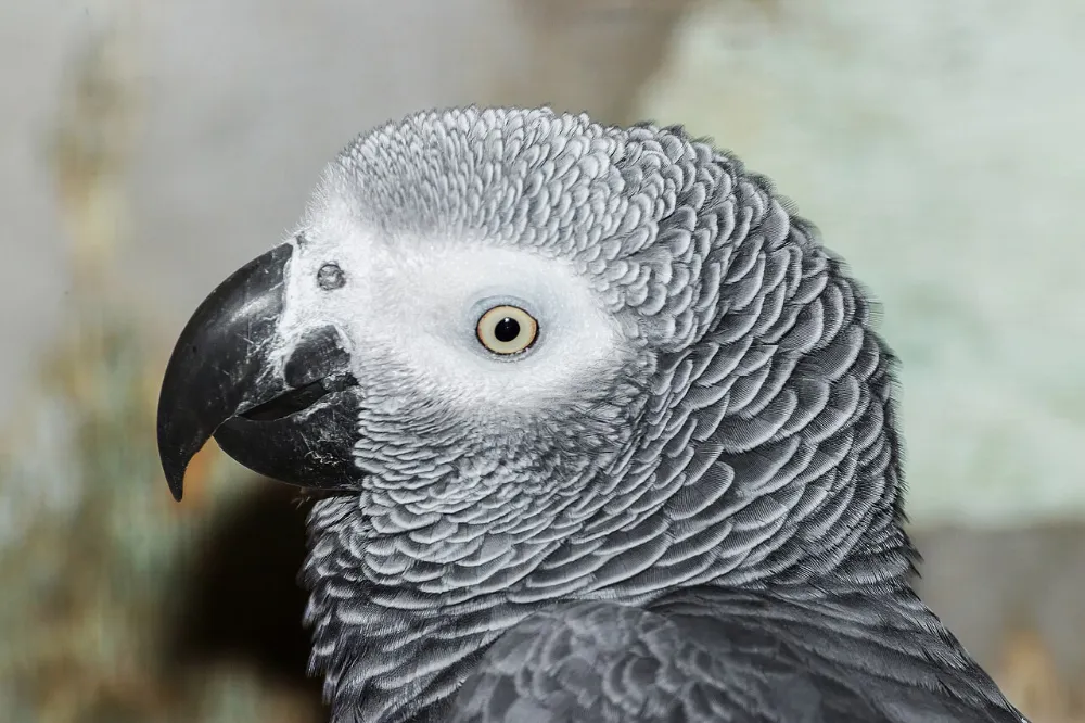 Loro gris africano (otra foto)